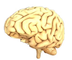 Brain