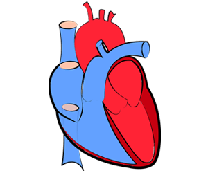 Heart