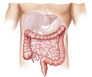 Stomach